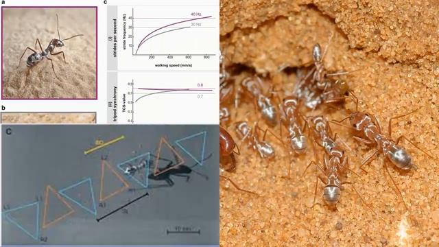 Самый быстрый муравей в мире смотреть онлайн