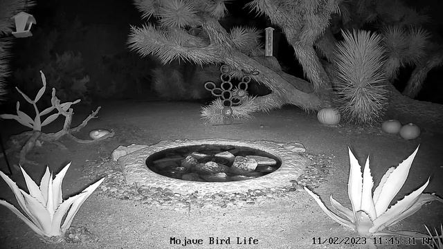 LIVE Watering Hole in the Mojave Desert at Night ⛲??✨? #coyotes #bobcats #owls #bats #kangaroorat смотреть онлайн