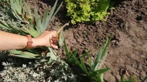 Ирис бородатый. Тонкости выращивания.