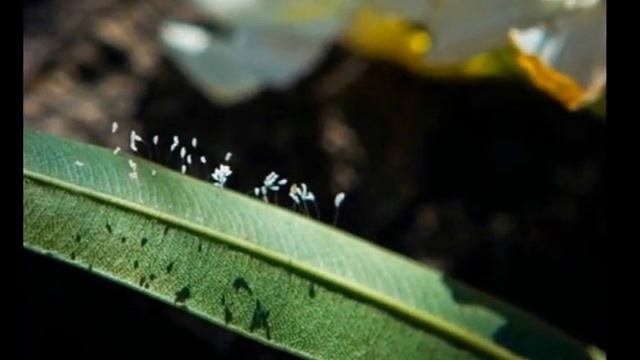 Цветок удумбара цветёт раз в 3000 лет Время пришло Полюбуйтесь! смотреть онлайн