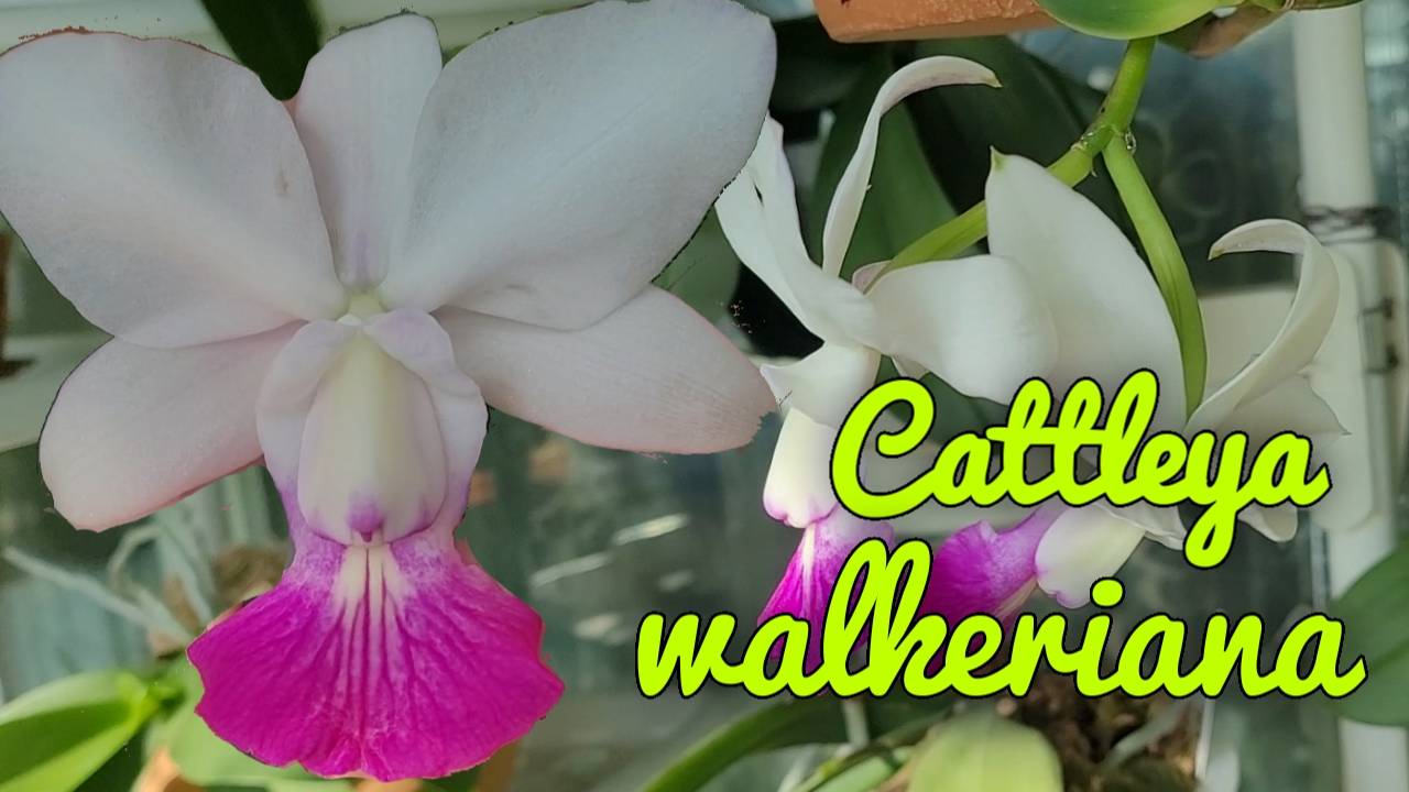 Cattleya Walkeriana Semi Alba. Первое домашнее цветение.