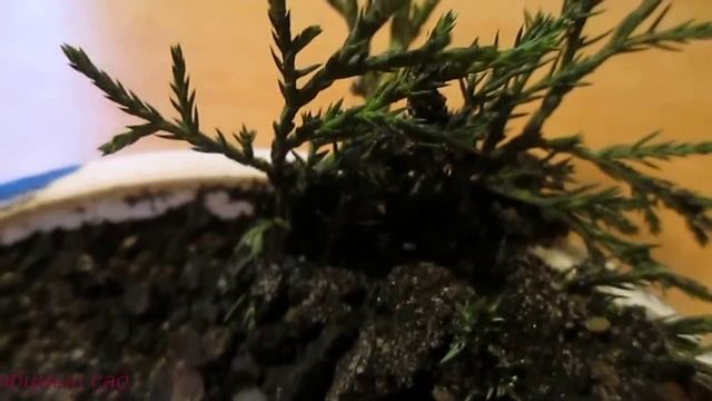 Размножение #можжевельника. Укоренение черенков #можжевельника в грунт Часть 1 смотреть онлайн