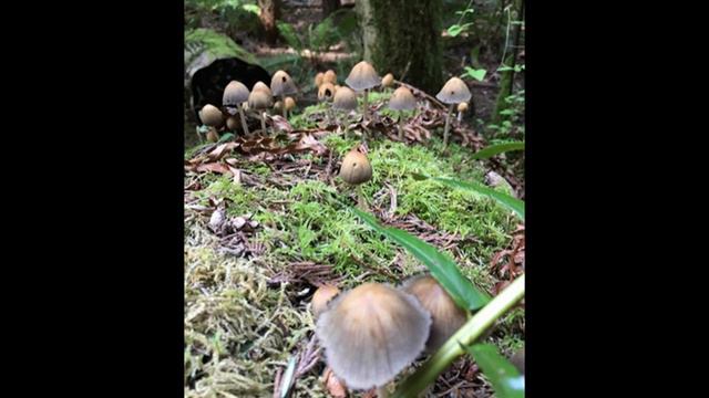 Великий океан. Часть 3. Глава 6 смотреть онлайн