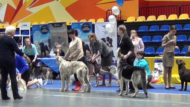 35 24.11.19. Нижний Тагил."КУБОК УРАЛА" ринг пуделей смотреть онлайн