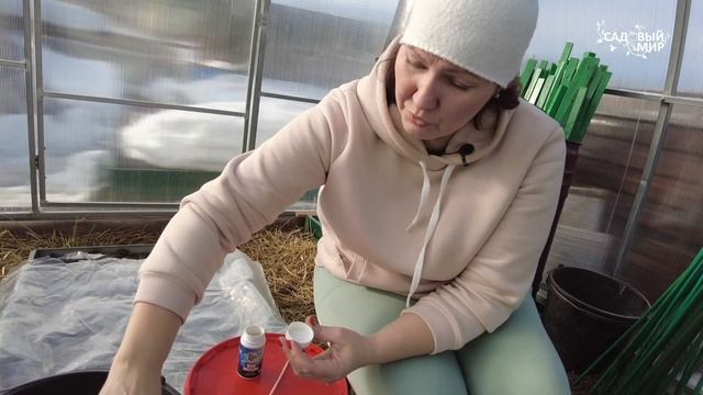 УХОД ЗА ХРИЗАНТЕМОЙ МУЛЬТИФЛОРА ВЕСНОЙ. ПОСЛЕ ЗИМЫ ВАЖНО НАПОИТЬ И ПОКОРМИТЬ ХРИЗАНТЕМЫ ! смотреть онлайн