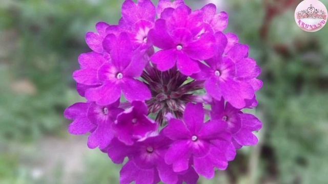 EVO KAKO SE UZGAJA VISEĆA VERBENA JEDNA OD NAJLEPSIH CVETNICA смотреть онлайн