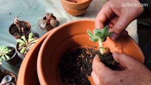 СУККУЛЕНТ ИЗ ЛИСТИКА! РАЗМНОЖАЕМ ЭХЕВЕРИЮ ЧЕРЕНКОВАНИЕМ