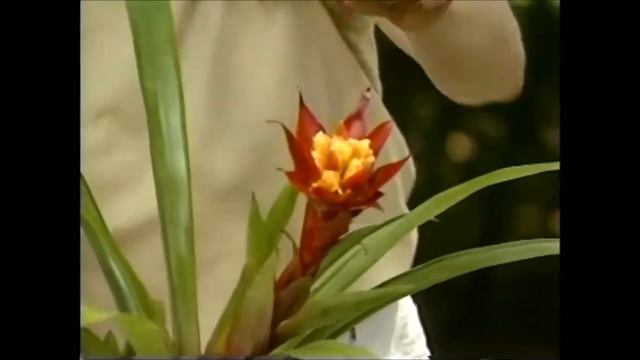 Flowers or a Bract on a Bromeliad? смотреть онлайн