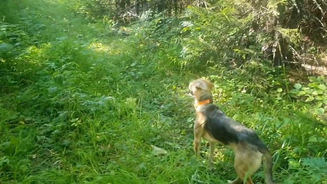 Нагонка русских гончих, взял одну молодую выжловку смотреть онлайн