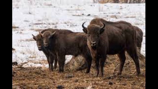 Факты о зубрах смотреть онлайн