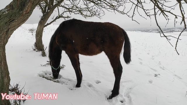 на прогулке с Карачаевским Жеребеноком Лахибом .