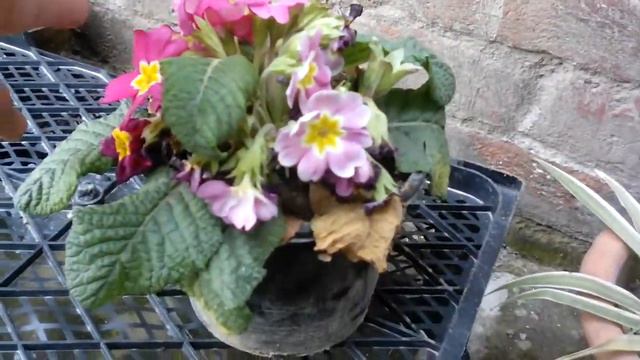 Prime rose plant care ||full information || (Urdu/Hindi) смотреть онлайн