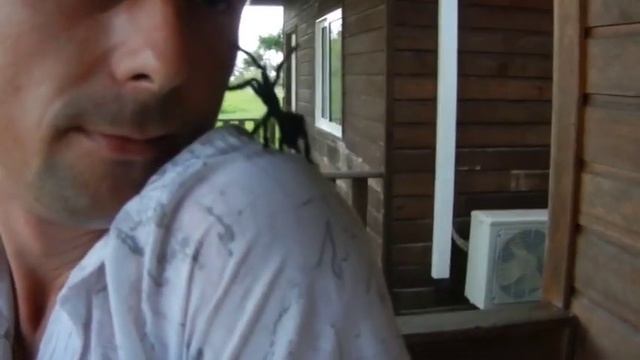 Южная америка паучок смотреть онлайн