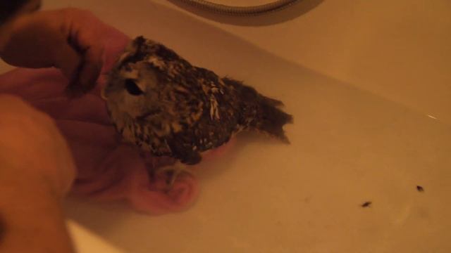 Сова в ванне 1 смотреть онлайн