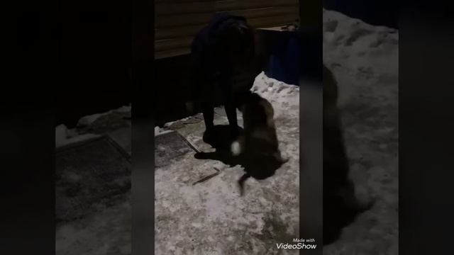 МОСКОВСКАЯ СТОРОЖЕВАЯ. ЖИЗНЬ С СОБАКОЙ 🐶 смотреть онлайн