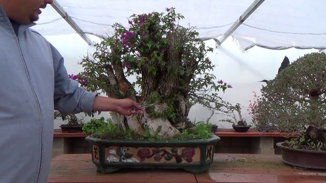 Bouganvillea Spectabilis