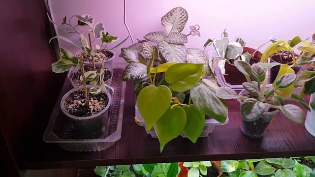 Дом в цветах// комнатные цветы// продолжаю обзор. смотреть онлайн
