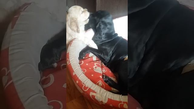 Щенок американского кокера к продаже смотреть онлайн