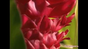 К чему снятся ЦВЕТЫ (КОМНАТНЫЕ РАСТЕНИЯ) | СОННИК