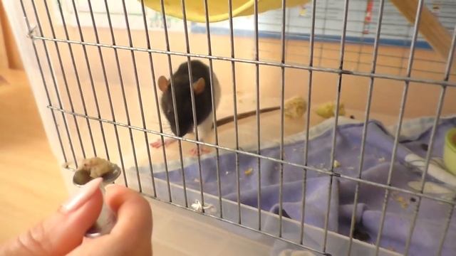 ЧТО СЛУЧИЛОСЬ С КРЫСОЙ ЛАРИСОЙ? / СПАСАЕМ КРЫСУ / Alisa Easy Pets смотреть онлайн