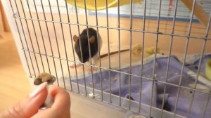 ЧТО СЛУЧИЛОСЬ С КРЫСОЙ ЛАРИСОЙ? / СПАСАЕМ КРЫСУ / Alisa Easy Pets