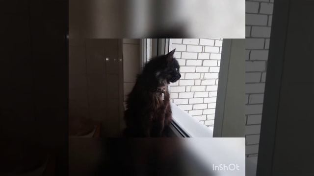 Кошечка Ася из приюта КП Центр обращения с животными ищет дом.