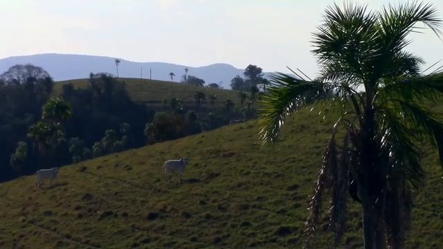 MÚSICAS DE CAPOEIRA MESTRE LIMINHA A FOLHA DO COQUEIRO BALANÇOU (OLHA O COCO MEU SENHOR ) смотреть онлайн