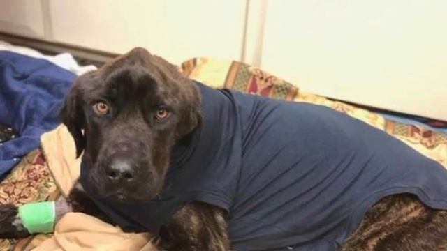 Этого пса полгода морили голодом - когда его нашли, бедняга еле дышал смотреть онлайн