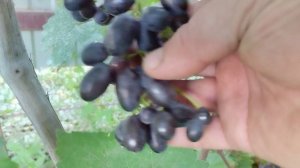 Часть 2, Версилия, Далила, Экстрим, Фреш-мускат, Цитадель , Абрикосовый и другие формы.