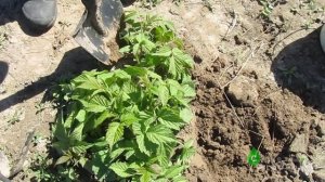 Размножение ремонтантной малины