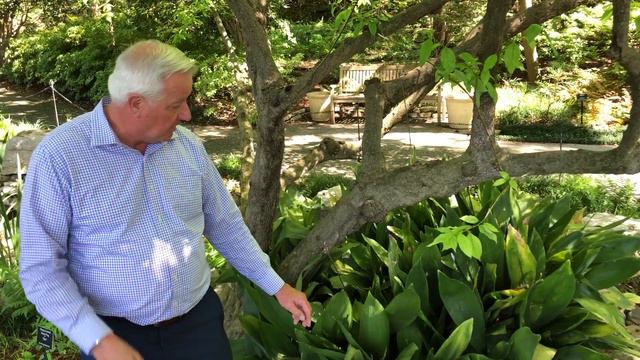 In the Garden with Dave Forehand: Cast Iron Plant смотреть онлайн