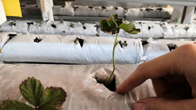 Как НЕ нужно сажать рассаду клубники в закрытой малообъемке. Рассада в ситиферме. Рабочий стол. смотреть онлайн