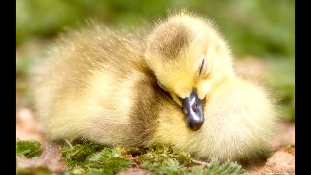 "Сон" М.Вінграновський смотреть онлайн