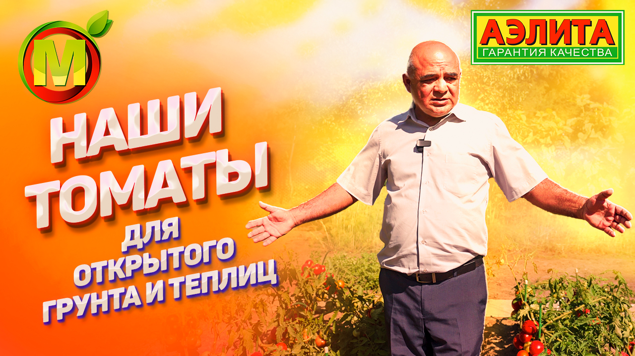 Советуем выбрать ЭТИ ТОМАТЫ для ОТКРЫТОГО ГРУНТА смотреть онлайн