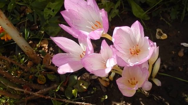 безвременники смотреть онлайн