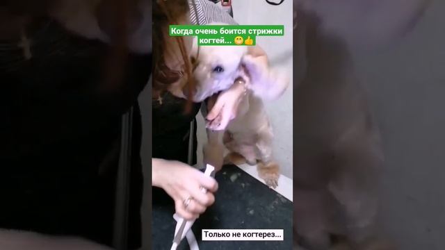 Убираем страх стрижки когтей #стрижкасобак #пудель #стрижкакогтей смотреть онлайн
