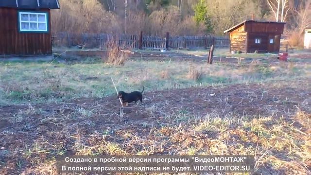 Собака на даче смотреть онлайн