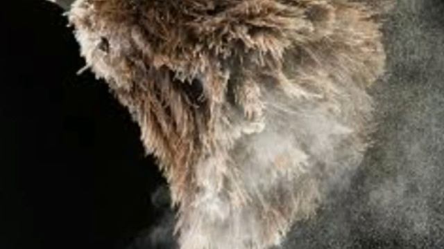 ?Какие цветы, нежелательно держать в спальне, людям склонных к аллергии!☝️ смотреть онлайн