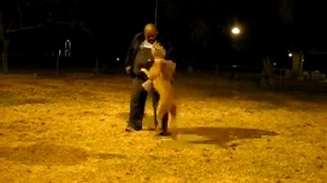 Brutus working 1-15-08 смотреть онлайн