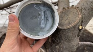 Замазка ран после обрезки плодовых культур. Яблони. Груши. Опыт применения замазки "Садовые заботы"