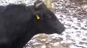 Злой бык. )))