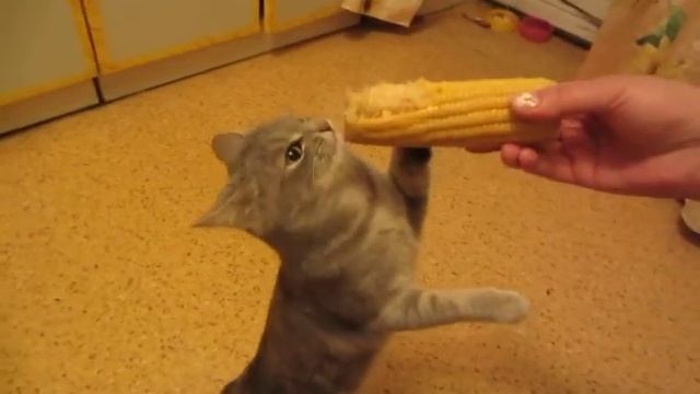 Кошка Соска ест кукурузку.MOV смотреть онлайн