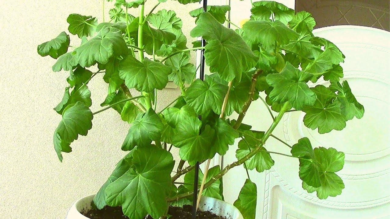 Почему Герань не Цветет. Даю Ответы. смотреть онлайн