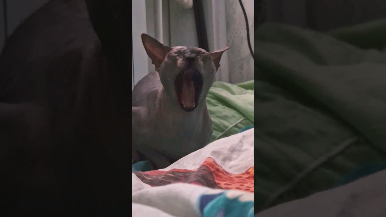 ▷Король-кот◁ смотреть онлайн