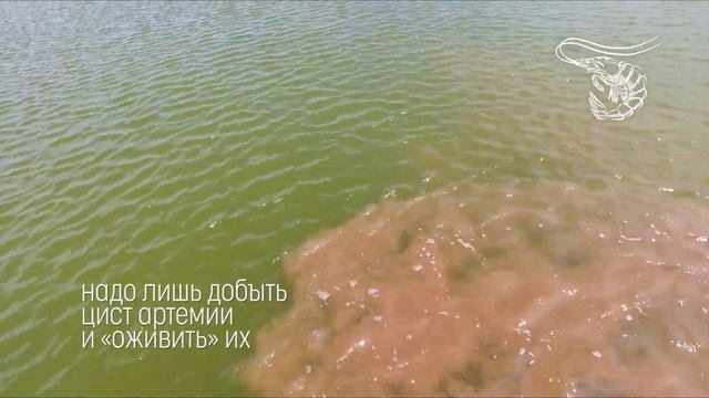 Как правильно кормить 18 млн креветок смотреть онлайн