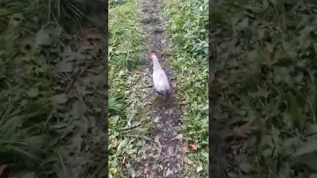 Выпроваживаю незваного гостя смотреть онлайн