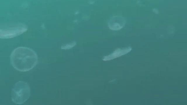 Субботник в Черном море. Севастополь. смотреть онлайн