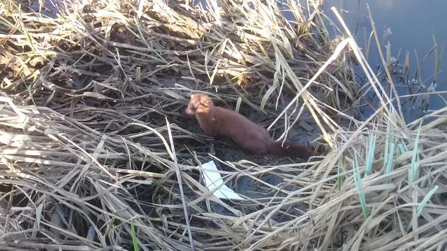 Выдра на берегу реки смотреть онлайн