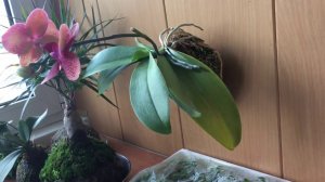 Старые кокедамы