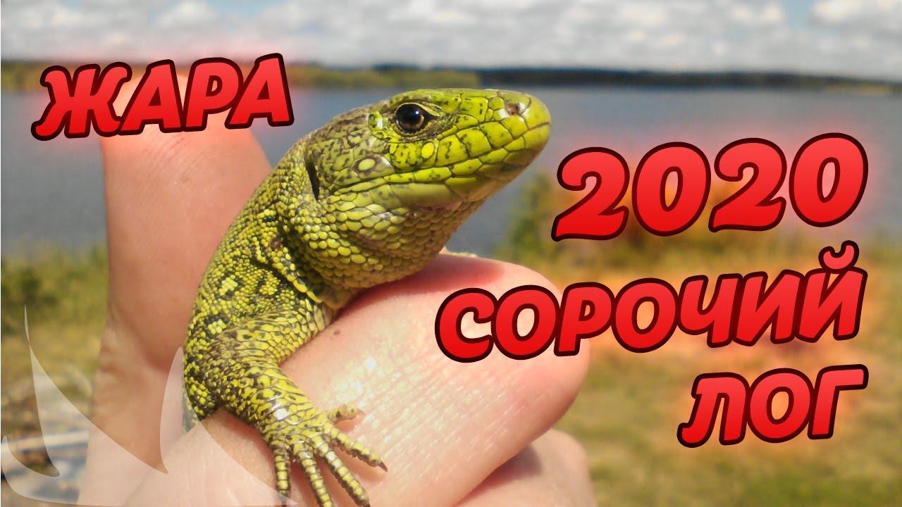 Сорочий лог 2020 июнь ЖАРА суббота 27 числа. Video Trawl #015 смотреть онлайн